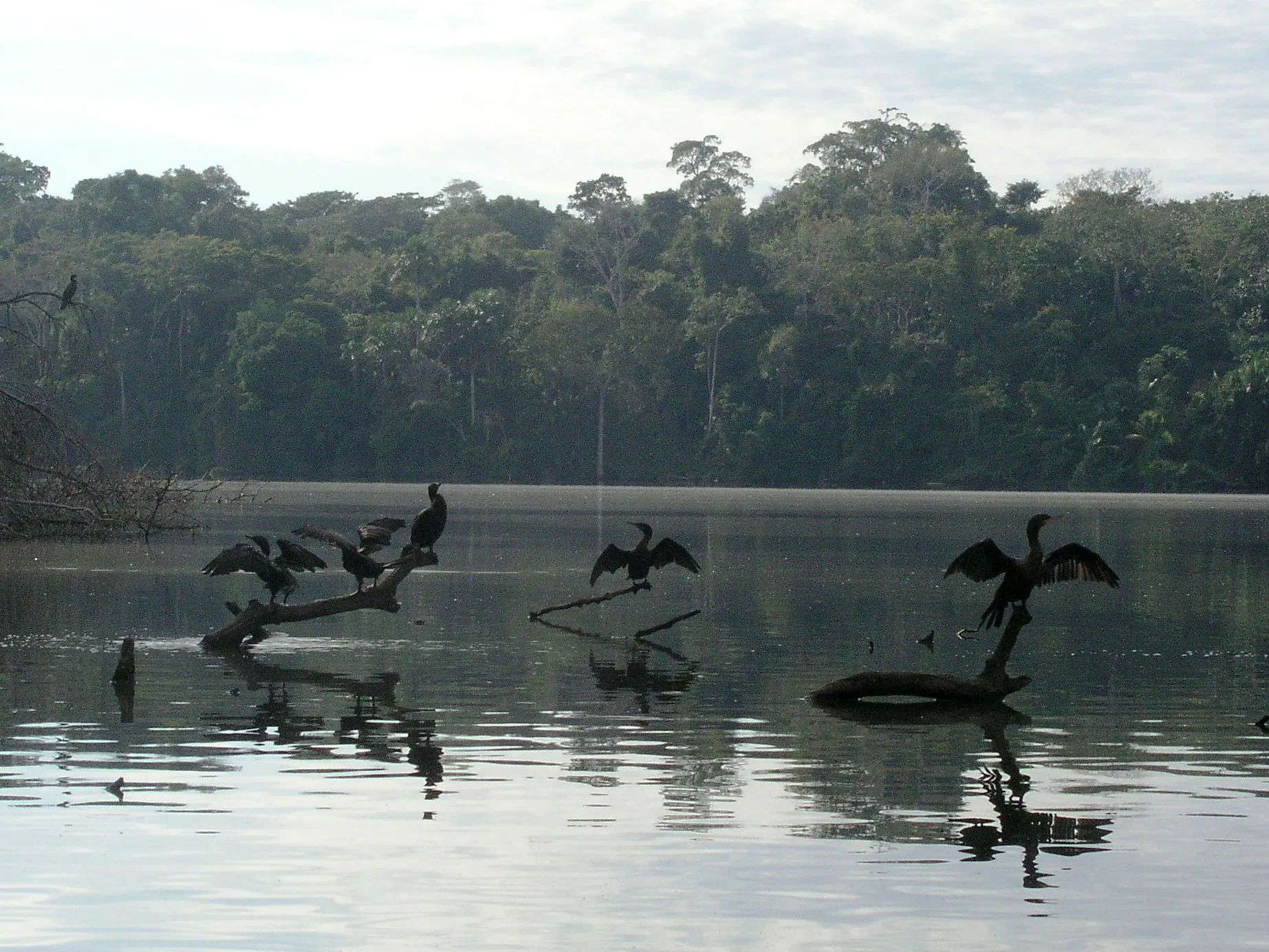 Reserva Tambopata, Colpas de Guacamayos y Manu - 3